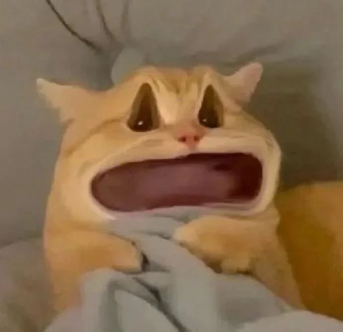 anh-meo-vo-tri-4