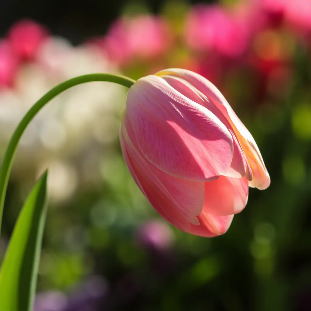 vẽ hoa tulip: gợi ý số 30